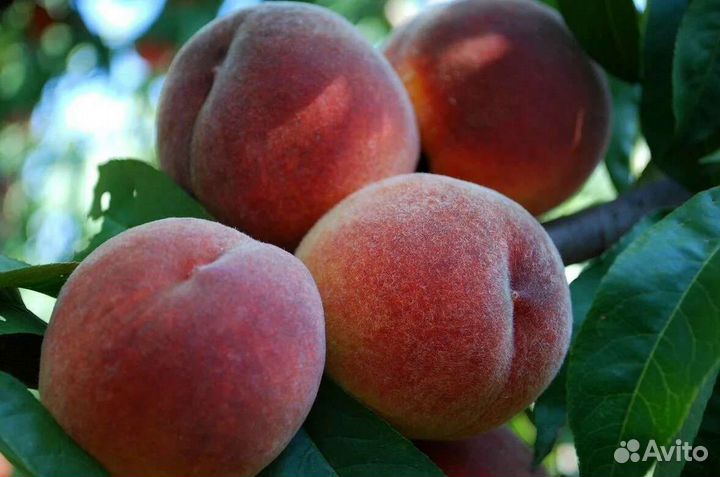 Персик 