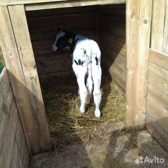 Продам отличных бычков телок