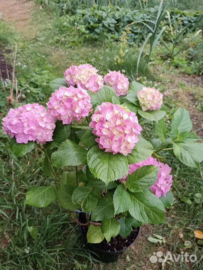 Гортензия крупнолистная цветущая