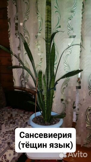 Продам цветы комнатные