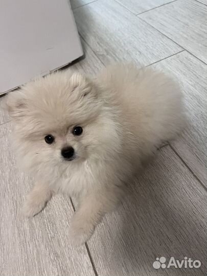 Померанский шпиц мини щенок