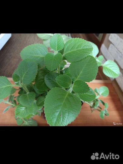 Мята комнатная (Плектpaнтус)