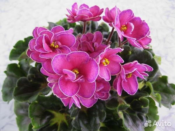 Сортовые фиалки мини взрослые