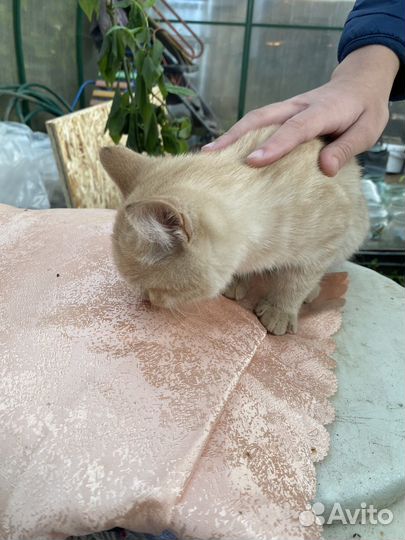 Котенок-подросток