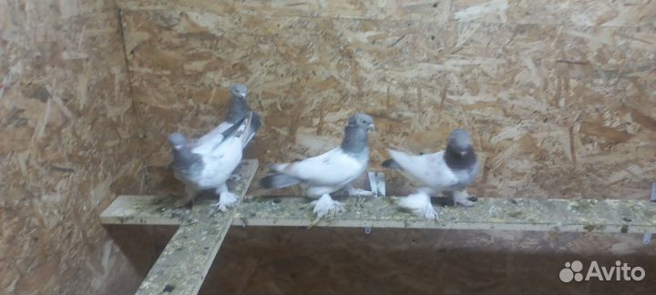 Таджикские голуби