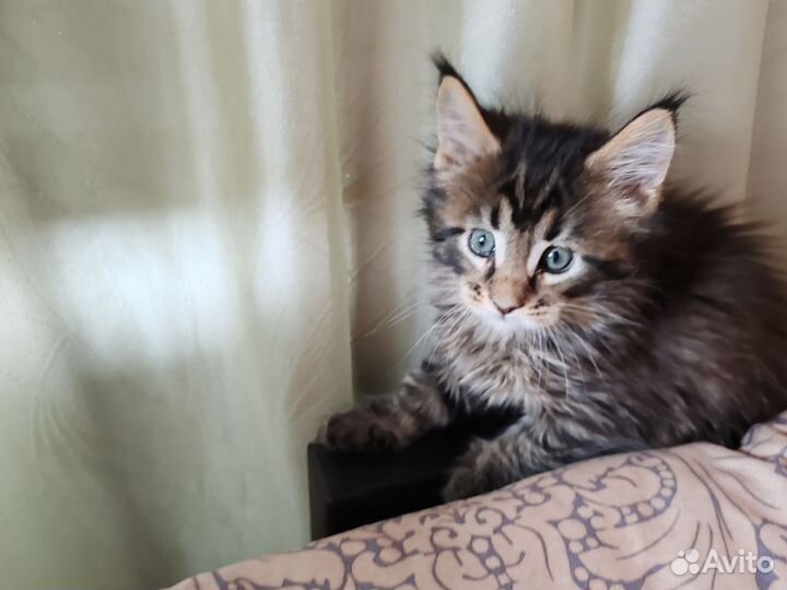 Котята мейн-кун