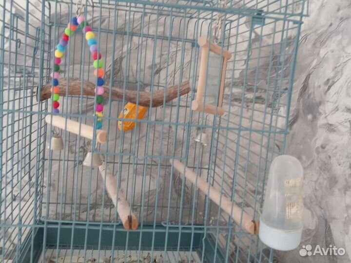 Попугай корелла с клеткой