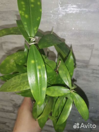 Драцена суркулоза