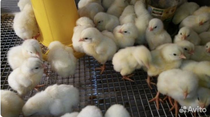 Принимаю заявки на цыплят бройлера Арбор Айкрес
