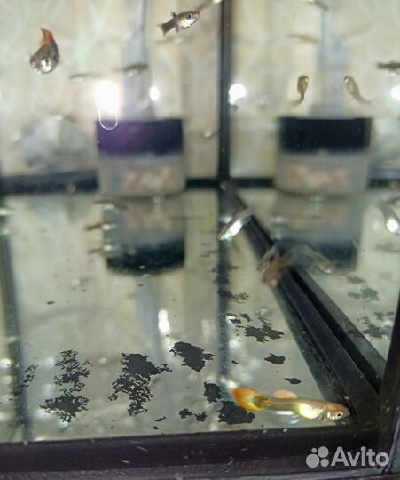 Гуппи молодые