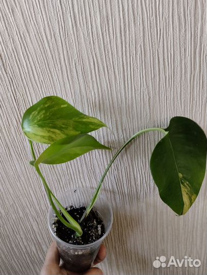 Монстера желтая yellow splash