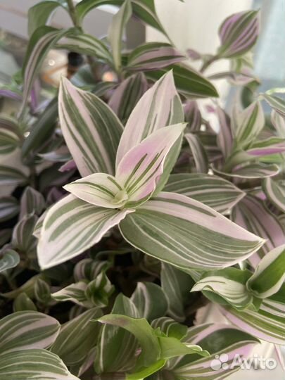 Традесканция