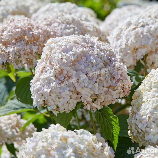Гортензия более 20 сортов