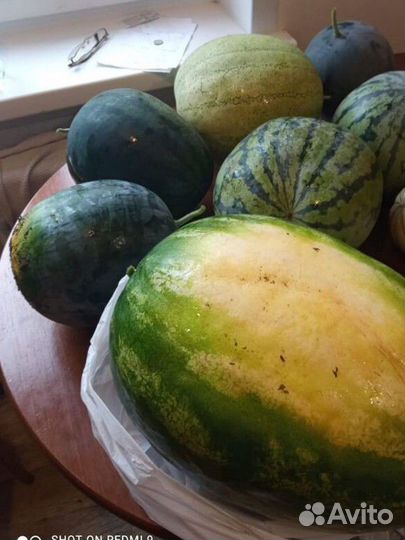 Рассада арбузов, дынь на спец.подвое (бронь )