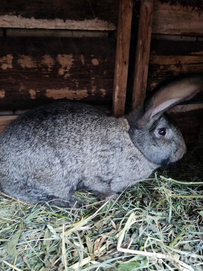 Кролики породы великан