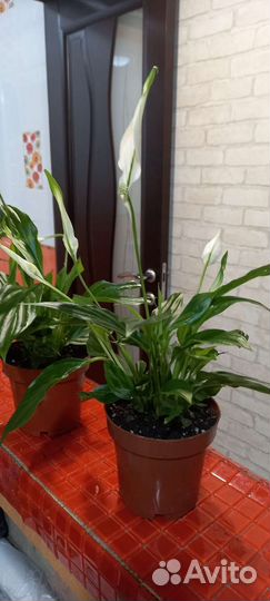 Спатифиллум в продаже