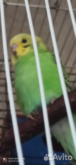 Попугайчики волнистые