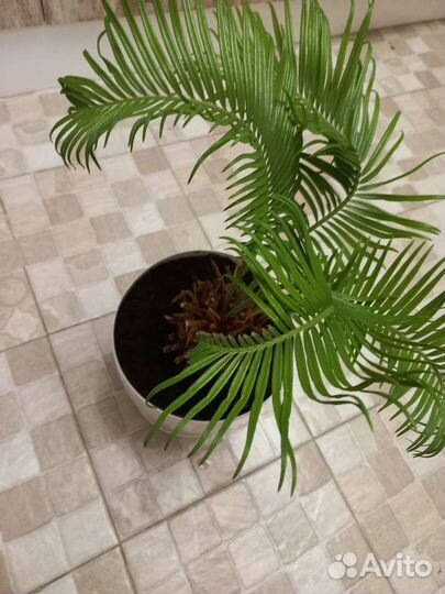 Пальма цикас