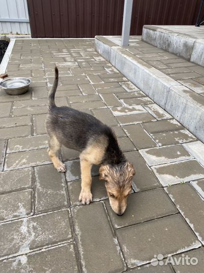 Щенки русской гончей