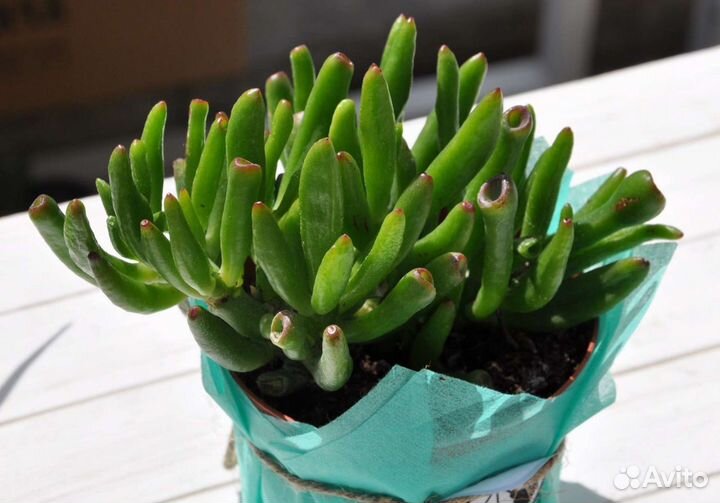 Крассула Хоббит/толстянка/денежное дерево