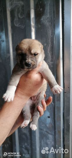 Щенки алабая