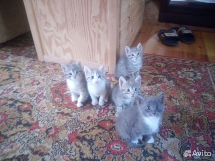 Котенок мальчик даром в добрые руки