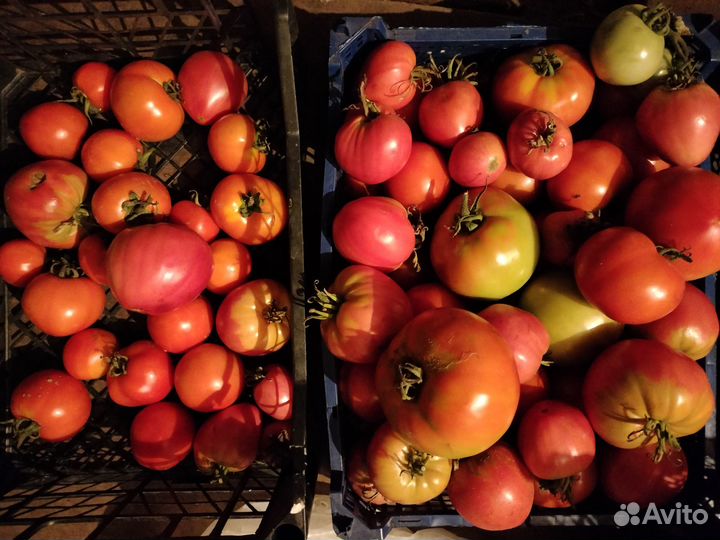 Продам помидоры