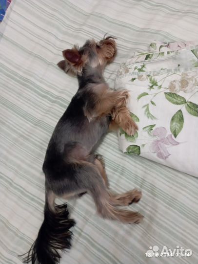 Случка. Мальчик