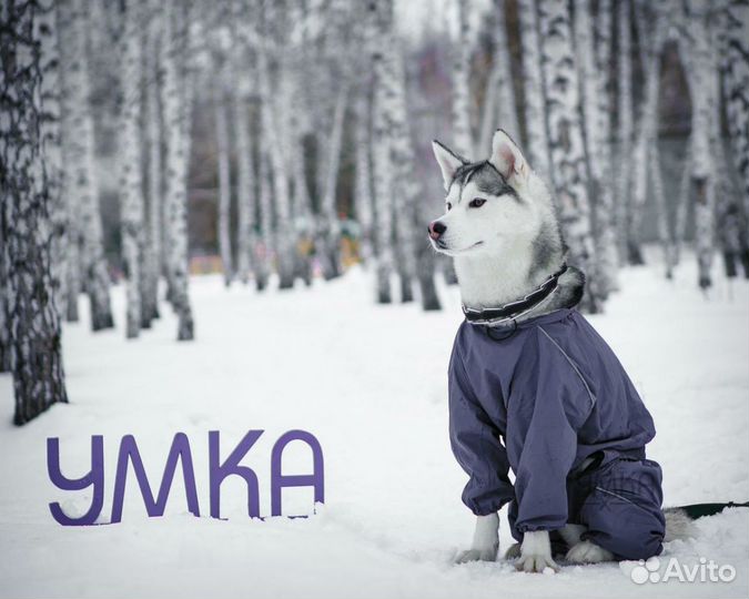 Одежда на грязь и снег для собак