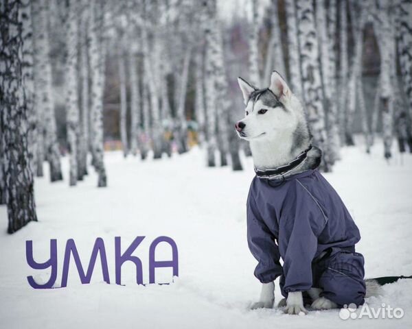 Одежда на грязь и снег для собак