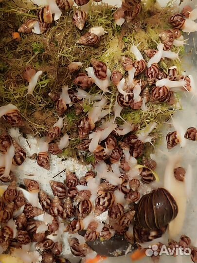 Улитята альбиносы