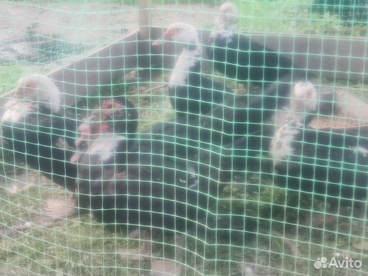 2 семьи индоуток