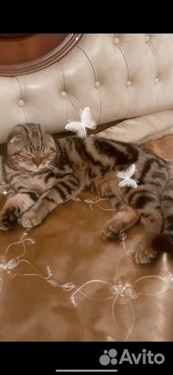 Шотландская вислоухая в золотом окрасе