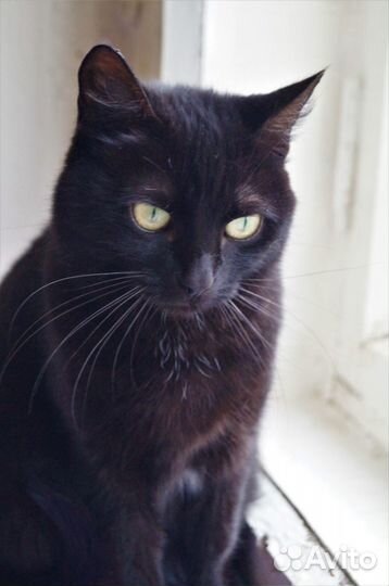 Bидeo.Рикси.стерил-а