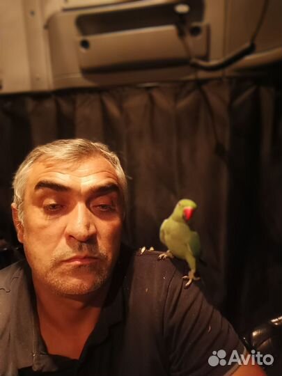 Ожереловый попугай