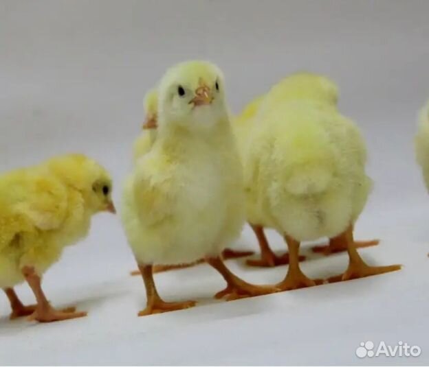 Цыплята. Белый и цветной бройлер, несушка