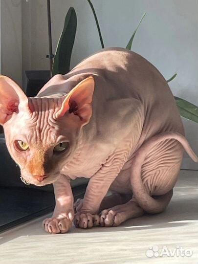 Кот вязка