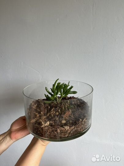 Суккуленты