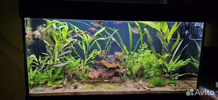 Аквариумные растения лимонник папоротник