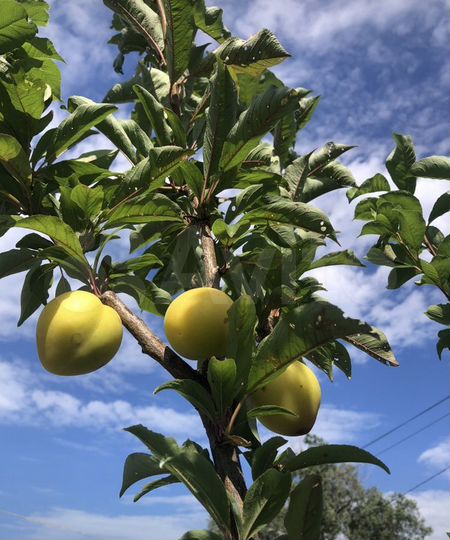 Участок 5 сот. (ИЖС)