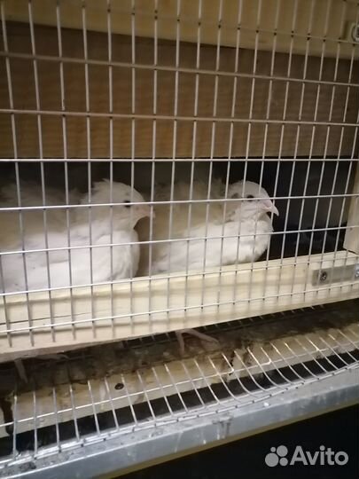 Перепела, бройлеры, несушки