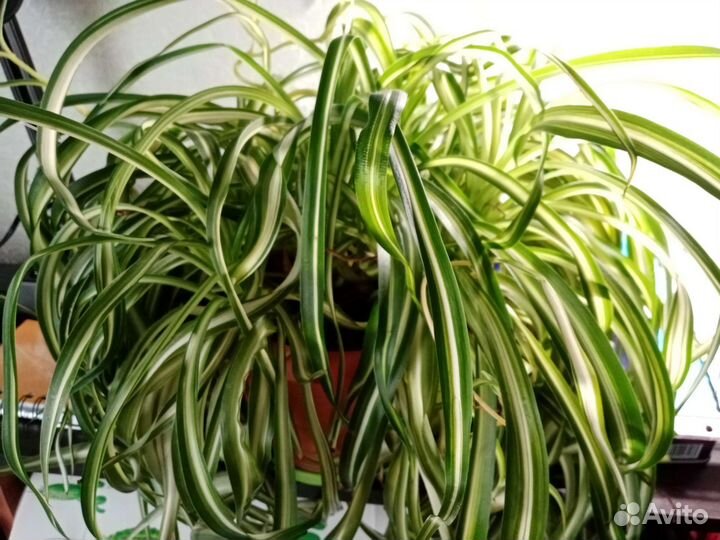 Хлорофитумы Бони кудрявый, хохлатый, капский