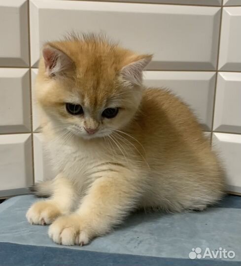 Британские котята