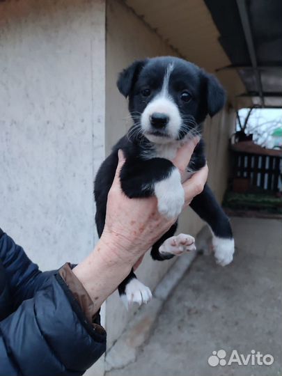 Собака девочка в добрые руки