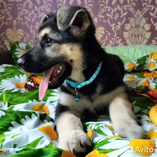 Щенки восточноевропейской овчарки