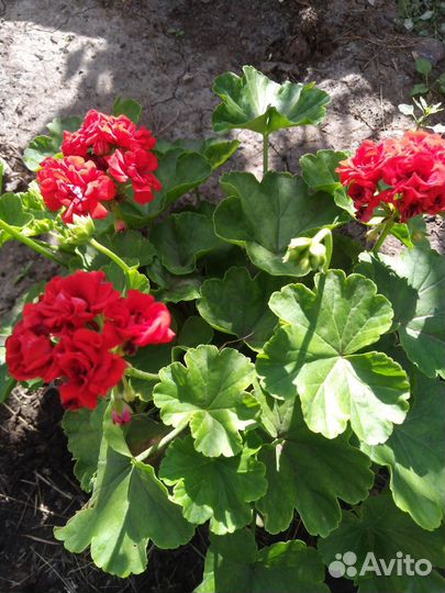 Пеларгония (герань)