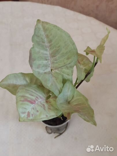 Сингониум Милк Конфети