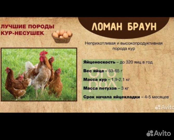 Трёхдневные цыплята