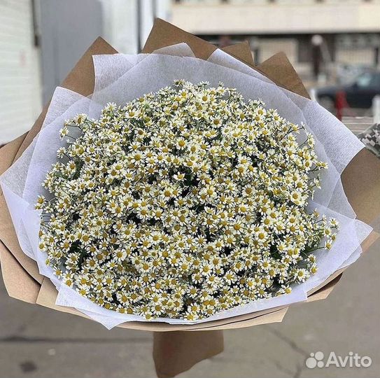 Цветы ромашки