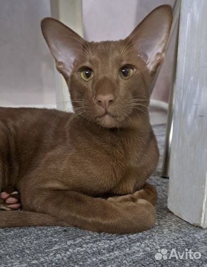 Вязка кошек
